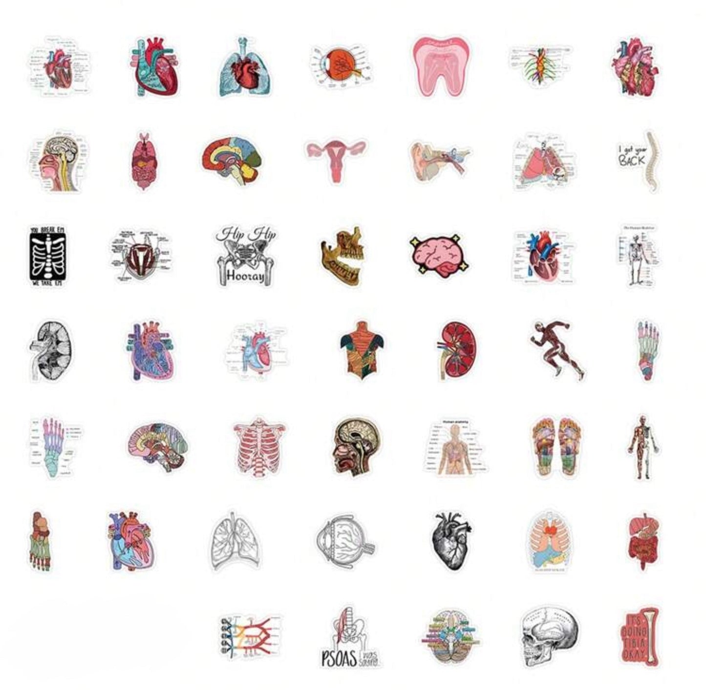 50 Human Anatomy Stickers