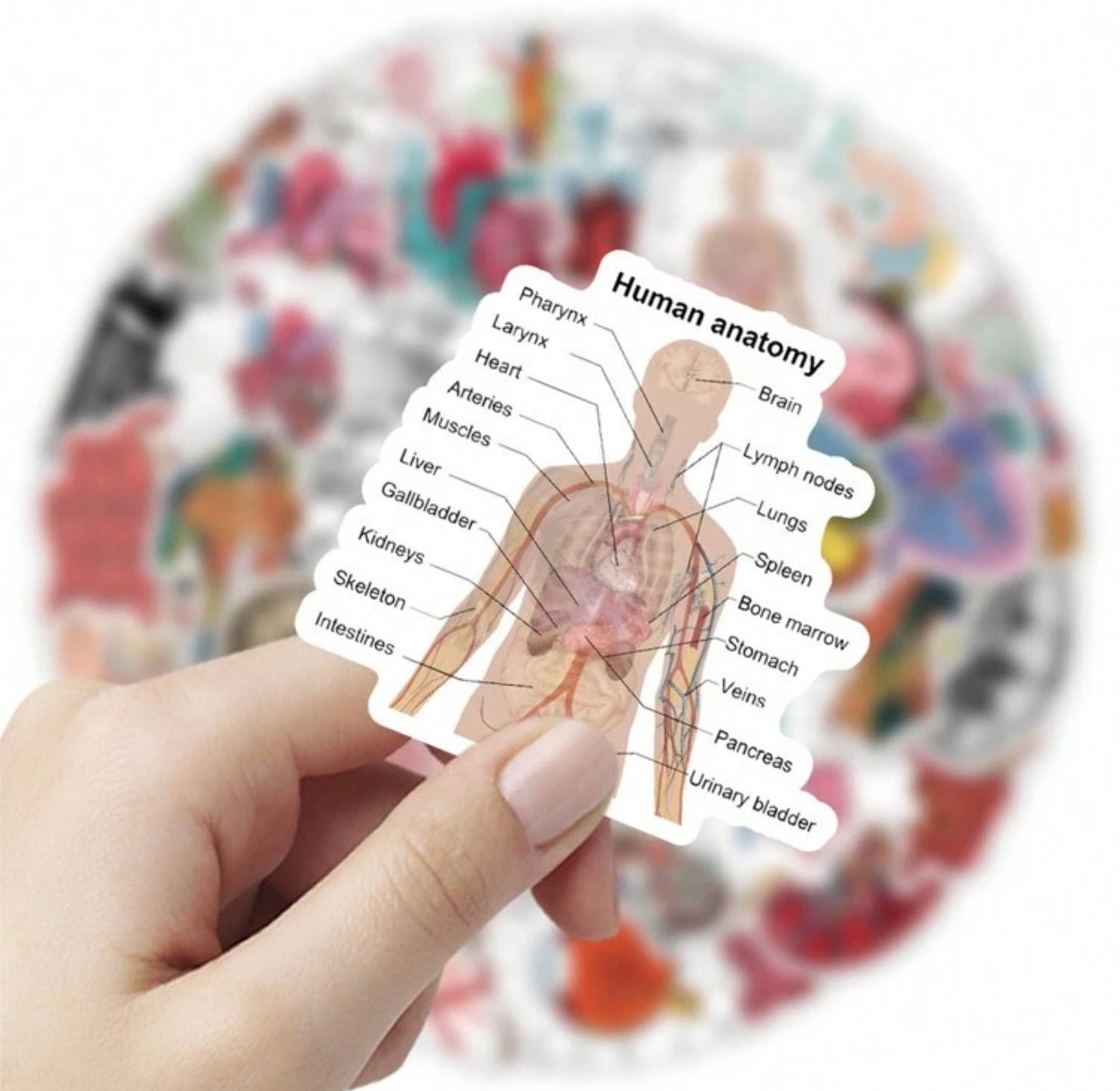 50 Human Anatomy Stickers