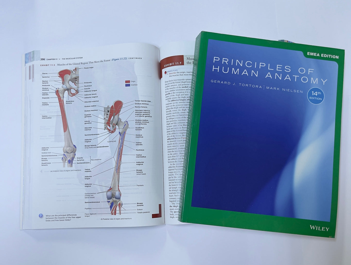 EMEA EDITION PRINCIPLES OF HUMAN ANATOMY -  14th EDITION